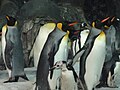 Emperor penguin at Faunia in Madrid