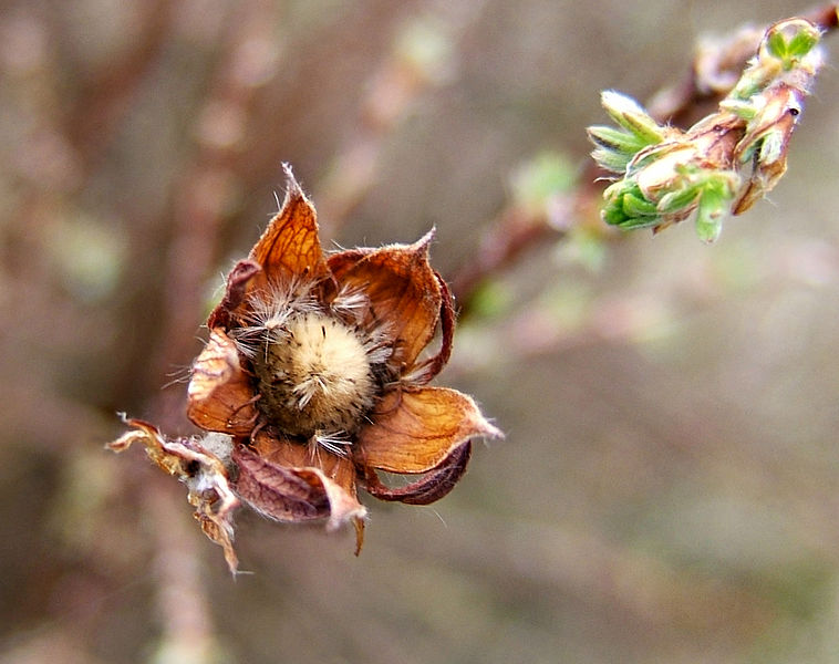 File:2007-04-07Potentilla fruticosa07.jpg