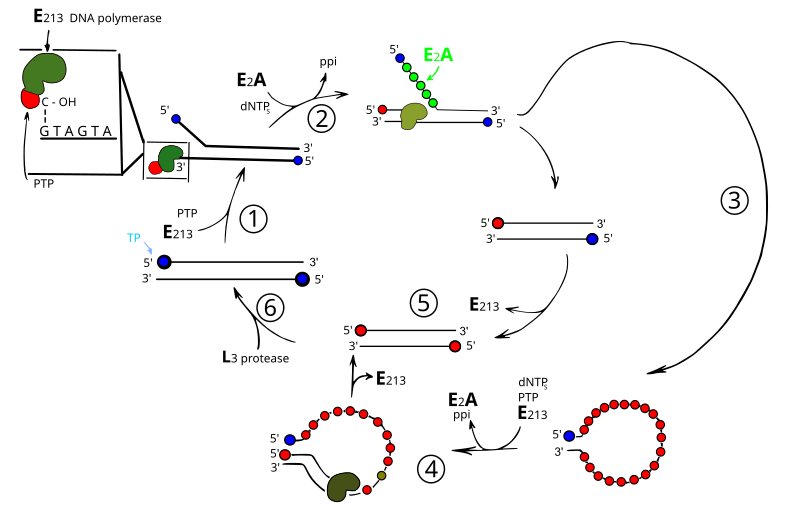 File:Adenovirus strand displacement.svg