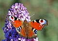 La mariposa pavo real muestra sus ocelos.