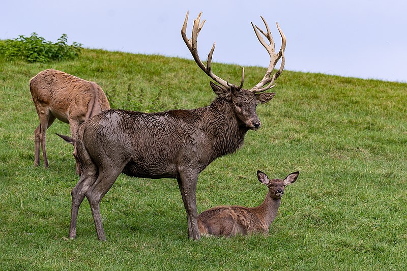 File:Altenfelden Rothirsch Cervus elaphus-2094.jpg