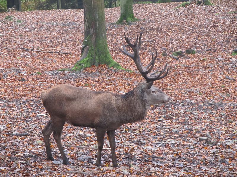 File:Animals in Parc animalier de Bouillon 02.JPG