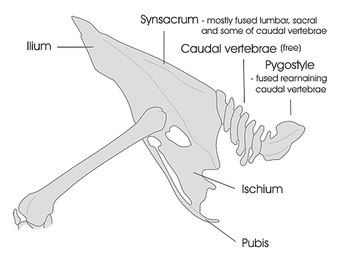 Diagram of a general bird pelvic girdle skeleton including the lower vertebral column sections. The diagram includes the synsacrum, caudal, and pygostyle vertebrae. Note that the caudal vertebrae (5-10) are not fused in this diagram but can be in certain species.