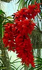 Warszewiczia coccinea