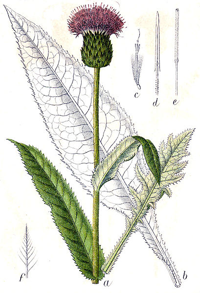 File:Cirsium heterophyllum Sturm4.jpg