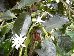 Fleurs et fruits