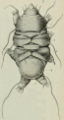 Dorsal view, showing its four segmented bands