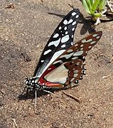 Graphium angolanus01.jpg