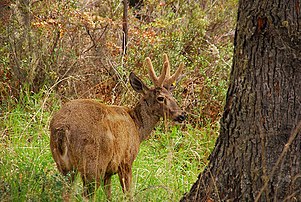 Huemul