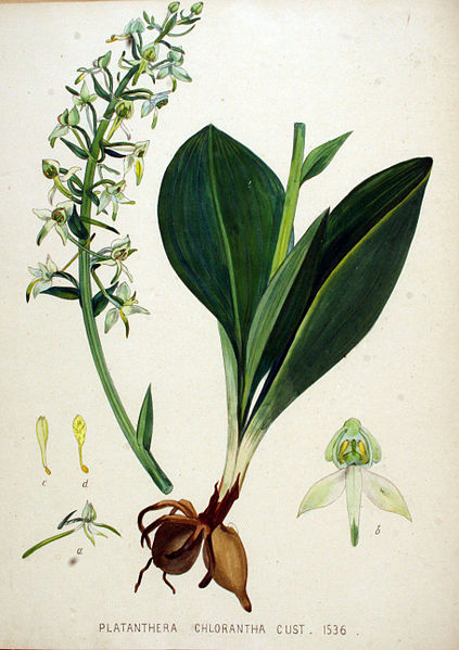 File:Platanthera chlorantha — Flora Batava — Volume v20.jpg