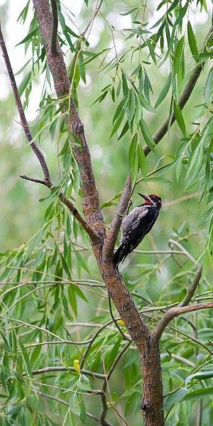 Red-naped Sapsucker