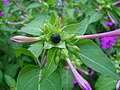 Fruit of Mirabilis jalapa