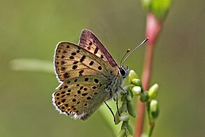 Самець, Португалія