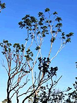 New leaves on branches in winter