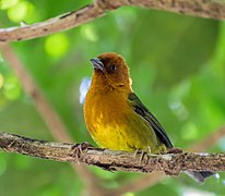 Ochre-breasted Brushfinch - Atlapetes Ajicero (Atlapetes semirufus denisei) (25112939111).jpg