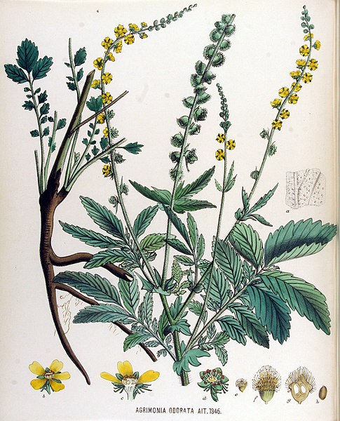 File:Agrimonia odorata — Flora Batava — Volume v17.jpg