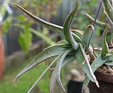 Aloe tewoldei IMG 2510.jpg