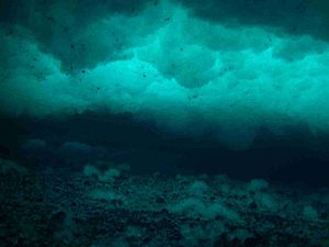 Anchor ice on the seafloor at McMurdo Sound, Antarctica.