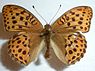 Argynnis laodice (Tsarenmantel)