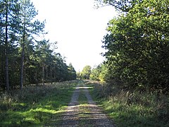 Bridleway through New Wood, south-east of Shire Hill Lodge - geograph.org.uk - 269281.jpg