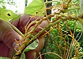 Cuscuta spec., Jardín de the Gods Wilderness, Shawnee National Forest, Illinois, EE.UU., 2000