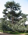 Cèdre 'Glauca', Arboretum de la Vallée-aux-Loups à Châtenay-Malabry