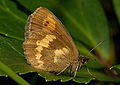 Erebia manto face inférieure ♀