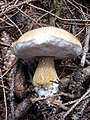 Tylopilus felleus