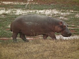 Virtahepo (Hippopotamus amphibius)