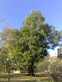 Japanischer Schnurbaum im Schlosshof