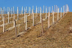 Startende wijngaard. Een wijngaard in haar beginstadium. De palen geven de druivenplanten straks de gelegenheid te klimmen. Voorbeeld: Keutschach in Karinthië in Oostenrijk.