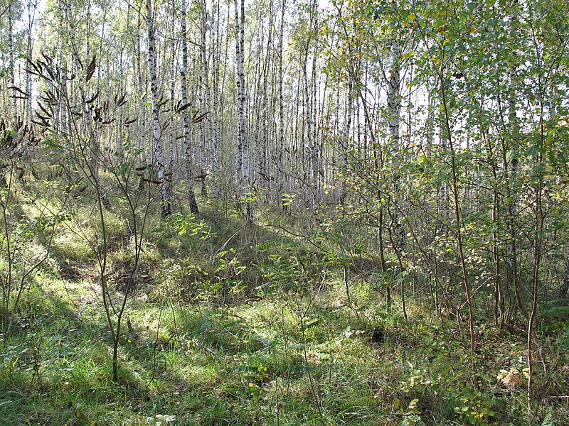 File:Korina 2011-10-17 Amorpha fruticosa.jpg