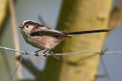 Синиця довгохвоста (Aegithalos caudatus)