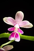 Phalaenopsis deliciosa