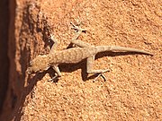 Rhoptropus bradfieldi diporus, Twyfelfontein - Namibia