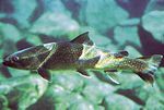 Bull trout is Alberta's Official Provincial Fish