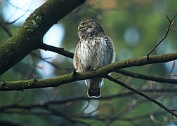 Singender Sperlingskauz (Glaudicium passerinum), Ostbelgien - Flickr - Frank.Vassen.jpg