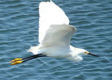 Aigrette neigeuse (Egretta thula)