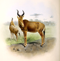 A. b. buselaphus.