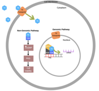 Thyroid Hormone Pathways.png