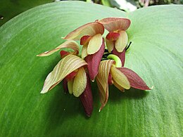 Griautenė (Pleurothallis marthae)