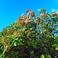 Miami Beach - Sand Dune Flora - Green Bushes and Plants 06