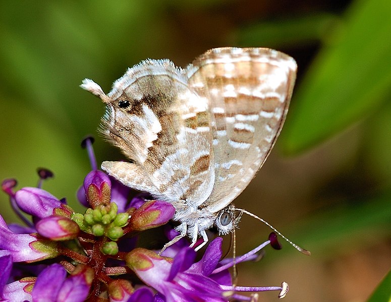 File:Butterfly August 2007-1.jpg