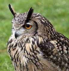 An Eagle Owl Bubo bubo