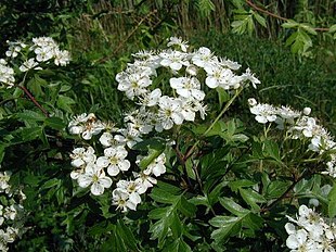 Hvidtjørnen er en smuk, blomstrende plante, men det overses ofte.