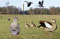 ID composite, Britain