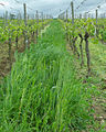 Begrünungsversuch im Rahmen des Forschungsthemas Ökologischer Weinbau in den Weinbergen im Fachgebiet Weinbau