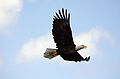 Bald Eagle in flight over the Kennedy Space Center