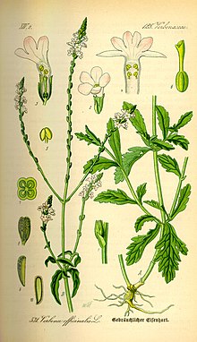 Illustration Verbena officinalis0.jpg