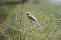 Jungle Babler at Sultanpur National Park